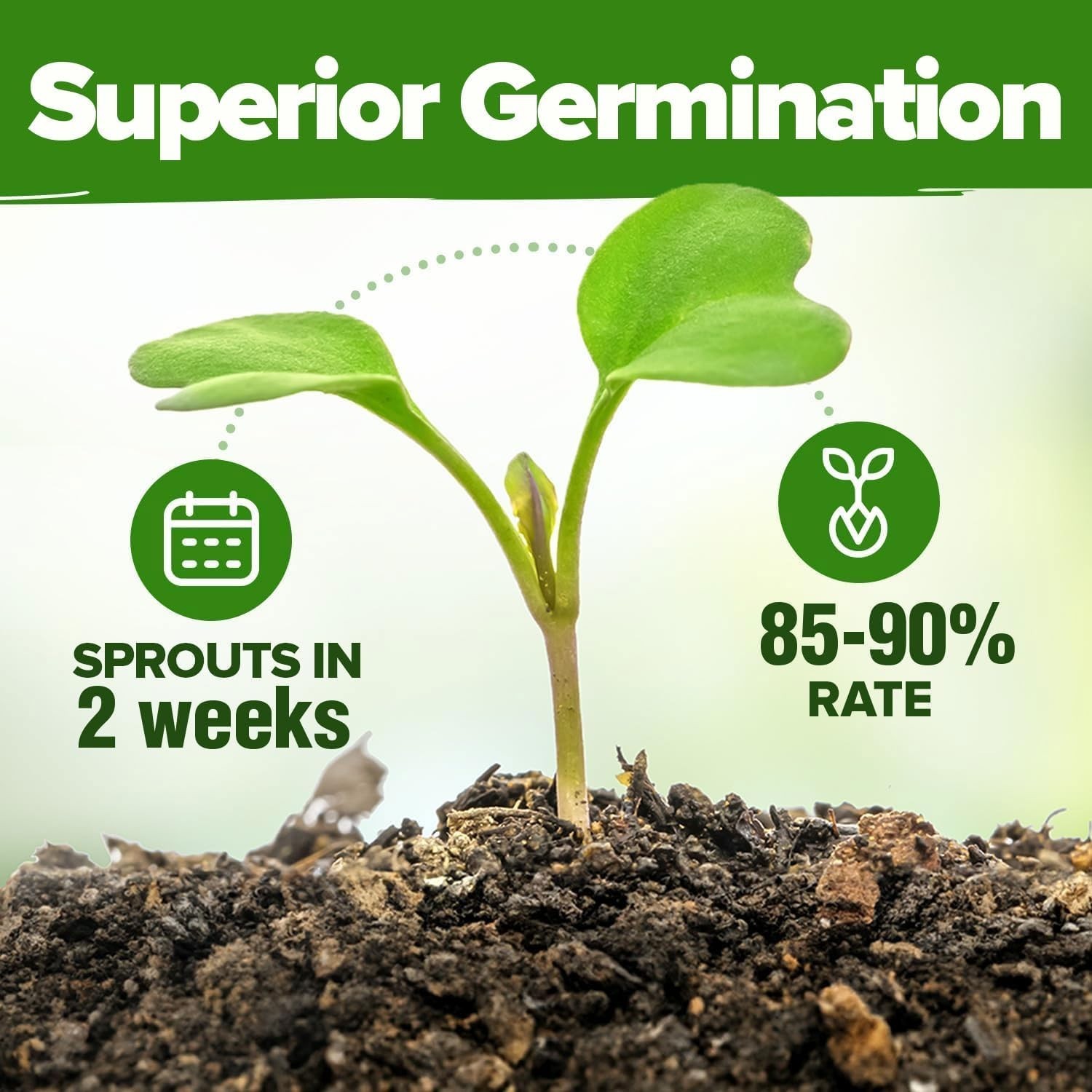 Pollinator-Friendly Herb Seed Set for Spring & Summer Planting – Low Maintenance