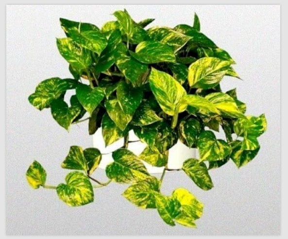 Golden Pothos Plant Live Epipremnum Easy Care Floral Decor In 6″H Hanging Pot