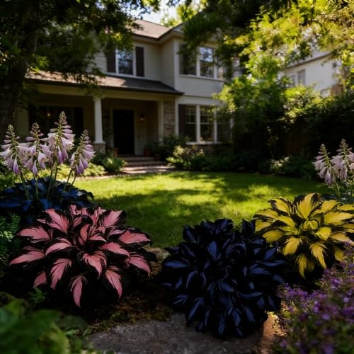 Mixed Hosta Seeds Collection(300+ Seeds),Variegated & Blue Foliage Shade