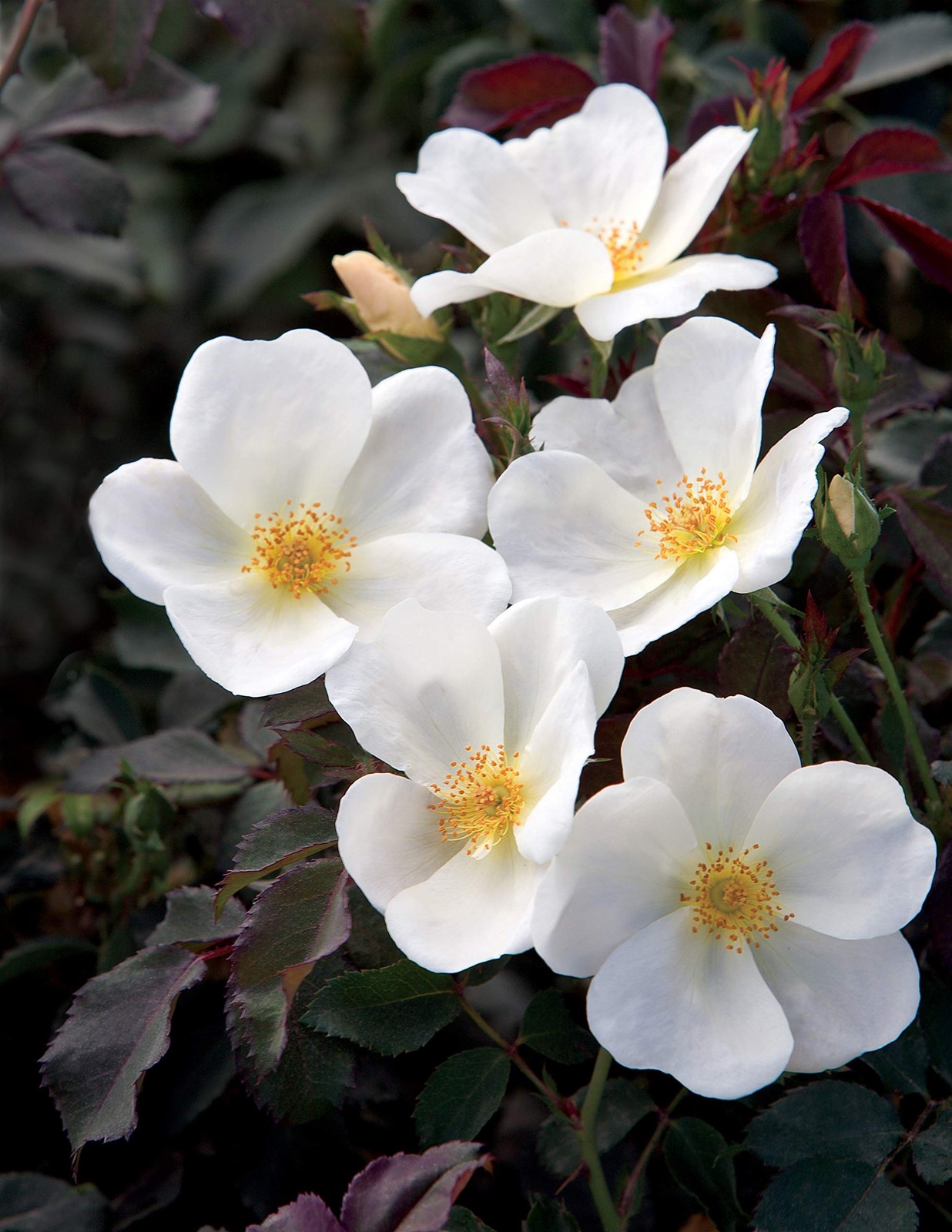 Green Promise Farms Knock Out Roses – Rosa White Knock Out Rose Rose White