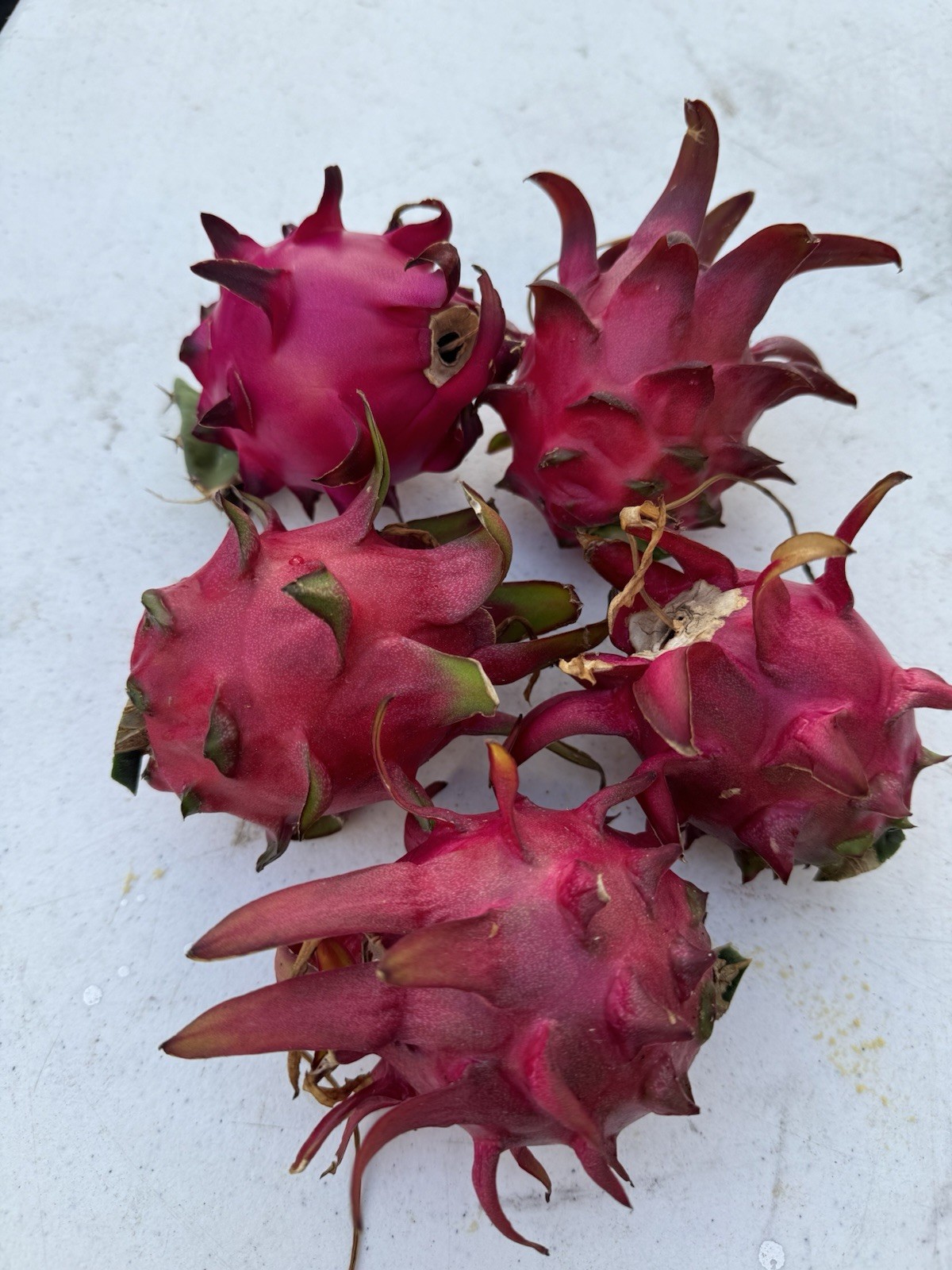 Yellow, Red, White Dragon Fruit Cutting self pollination 8 to 12 inches ￼
