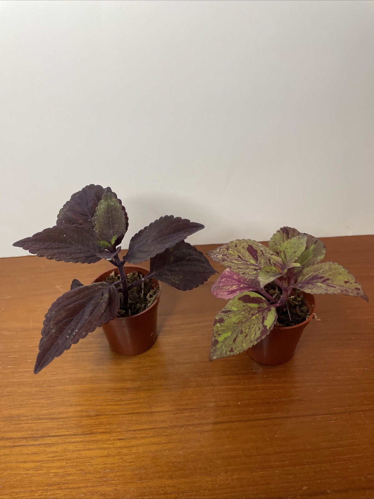 Coleus 2 Live Plants Marble Mania, Chocolate Green Red Dark Purple
