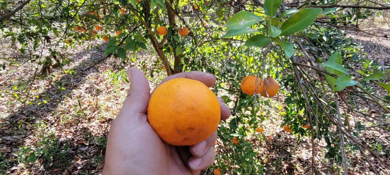 SATSUMA FRUIT TREE REAL LIVE PLANT CITRUS 4″ to 10″ SEEDLING MANDARIN