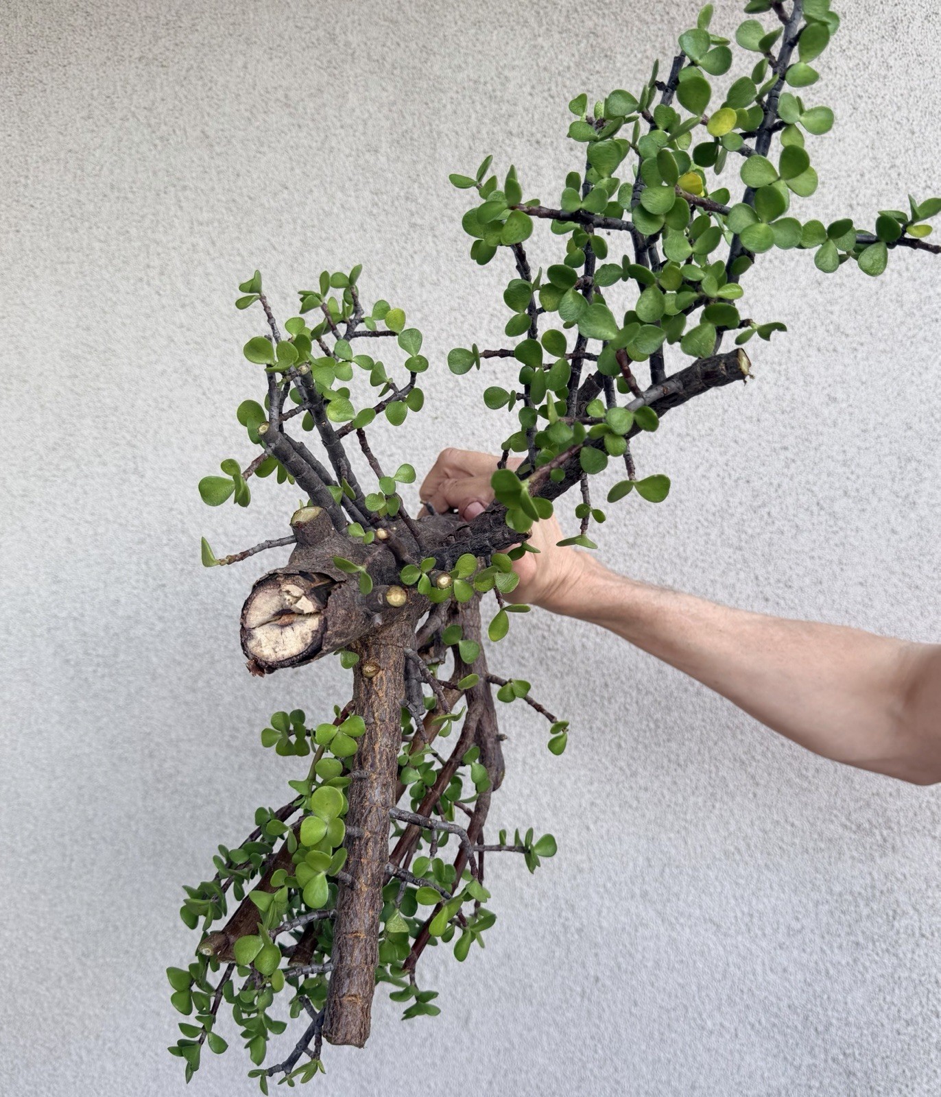Old Growth 2.25” THICK STEM Portulacaria Afra Exact Cutting Spekboom Bonsai