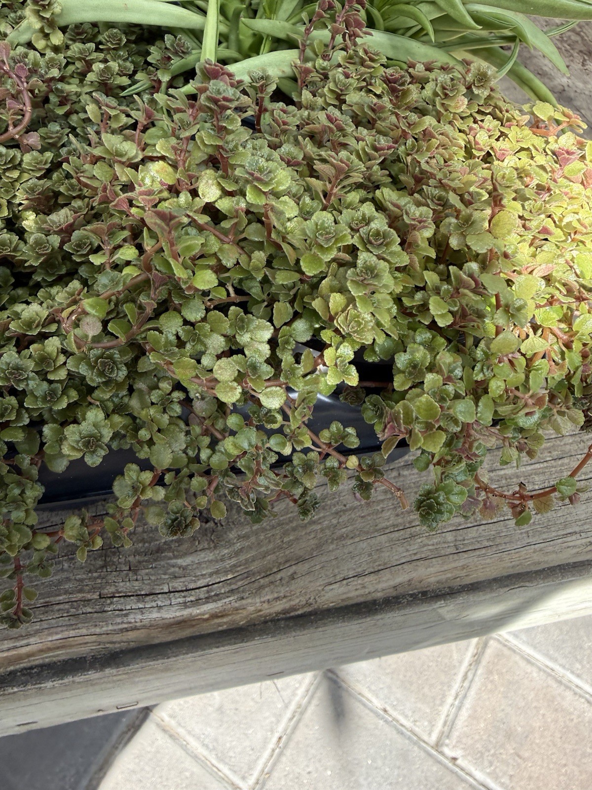 Pilea Depress Rare Plants