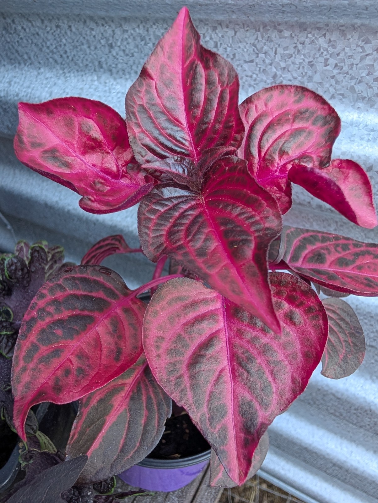 Goth Live Plant Bundle Dark Foliage Houseplants Black Purple Red Witchy Decor