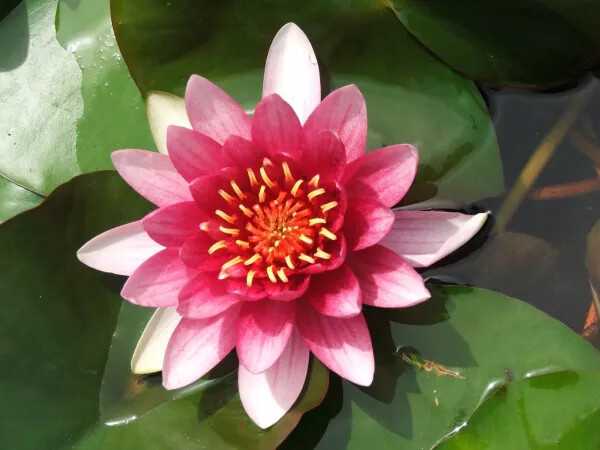 WATER LILY ATRACTION RED PLANT – Live Pond Plants SUPER PRICE!!!!!!