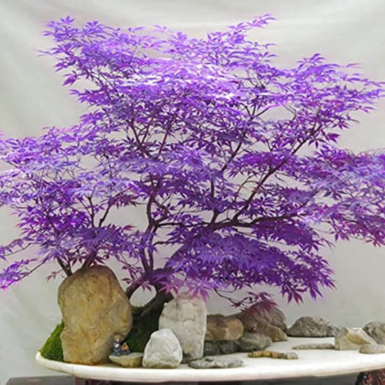 Non-GMO 30+ Ghost Purple Maple Trees – Stunning Fall Foliage for Outdoor Spaces