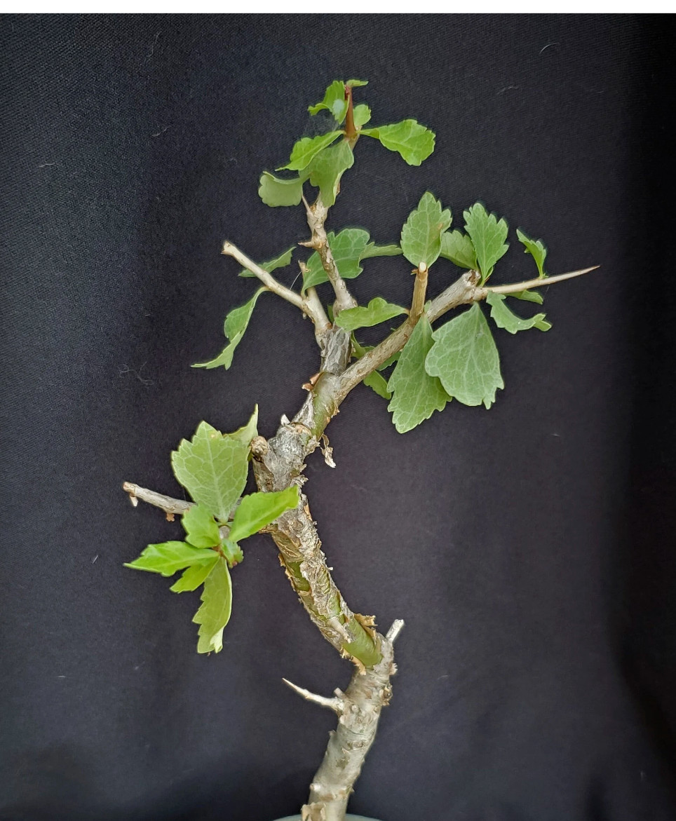 Commiphora wightii, guggul fragrant resin bonsai rare myrrh tree plant 5 seeds