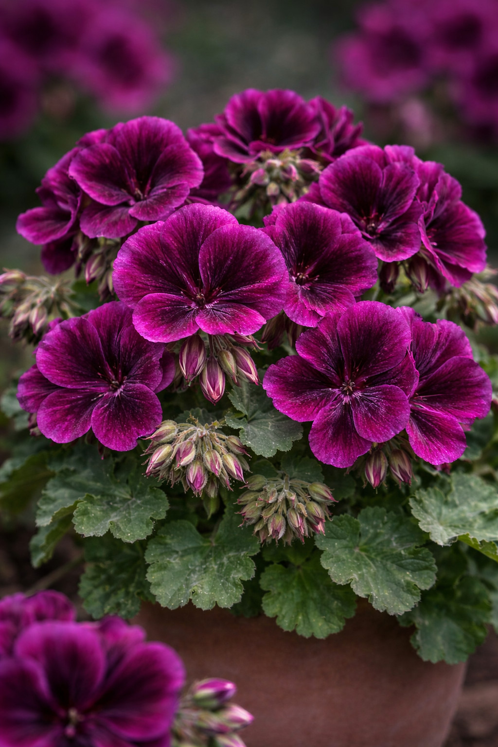 100+ Geranium Seeds – Magenta Marvel – Fragrant – Fresh Flower Seeds Non GMO