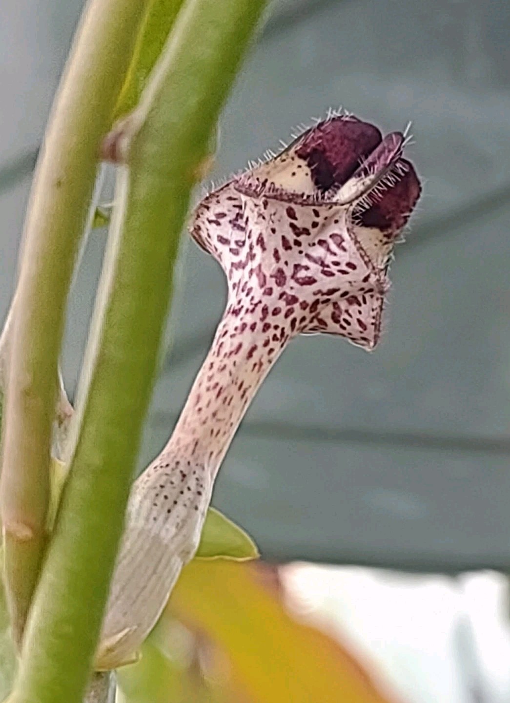 Ceropegia nilotica (6inch Pot)