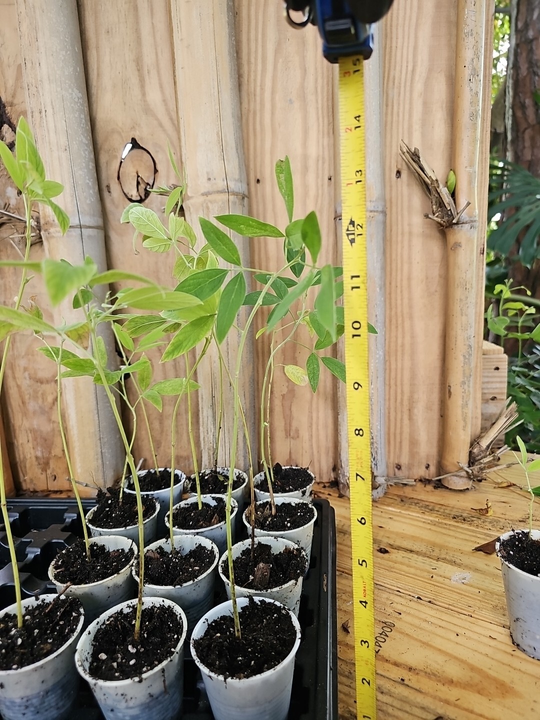 Pigeon Pea Cajanus Cajan Gandules Gandul Rojo starter Plant 2,5″ Pot Organic 8″
