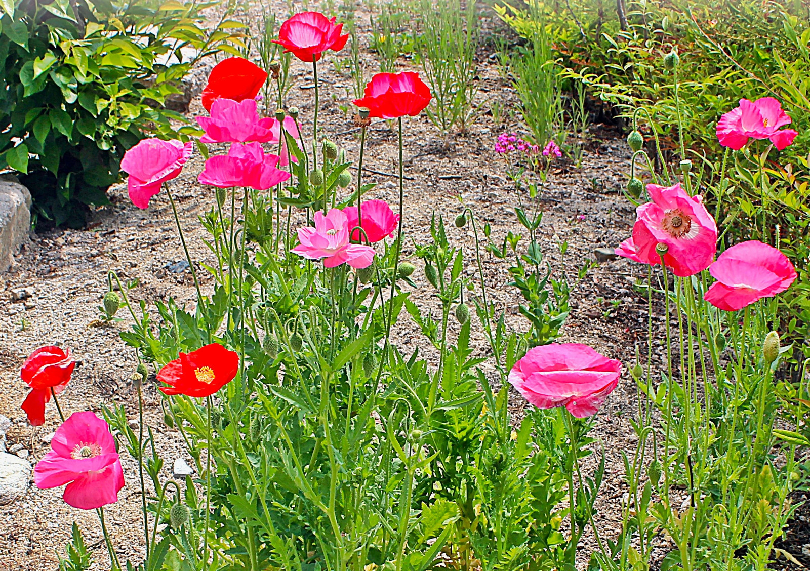Single Mix Shirley Poppy Seeds | P.Rhoeas Pink Red Poppies Wild Flower Seed 2025
