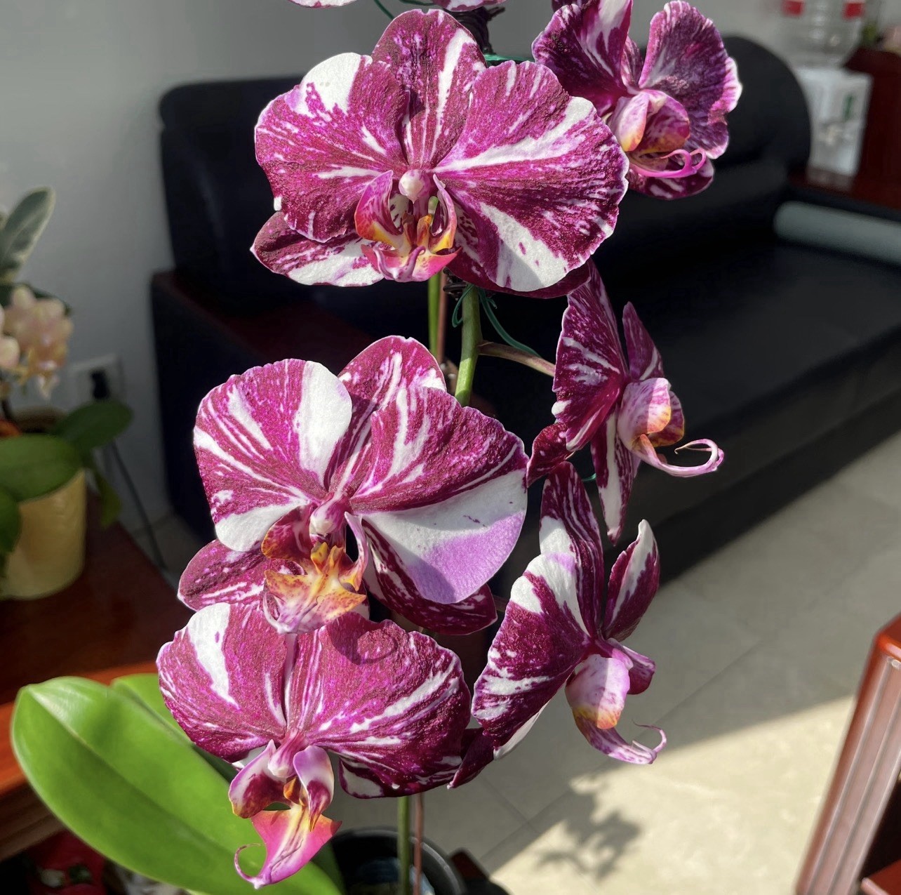 Phal. Miki Comet ‘3205’ , big flowers with splash pattern