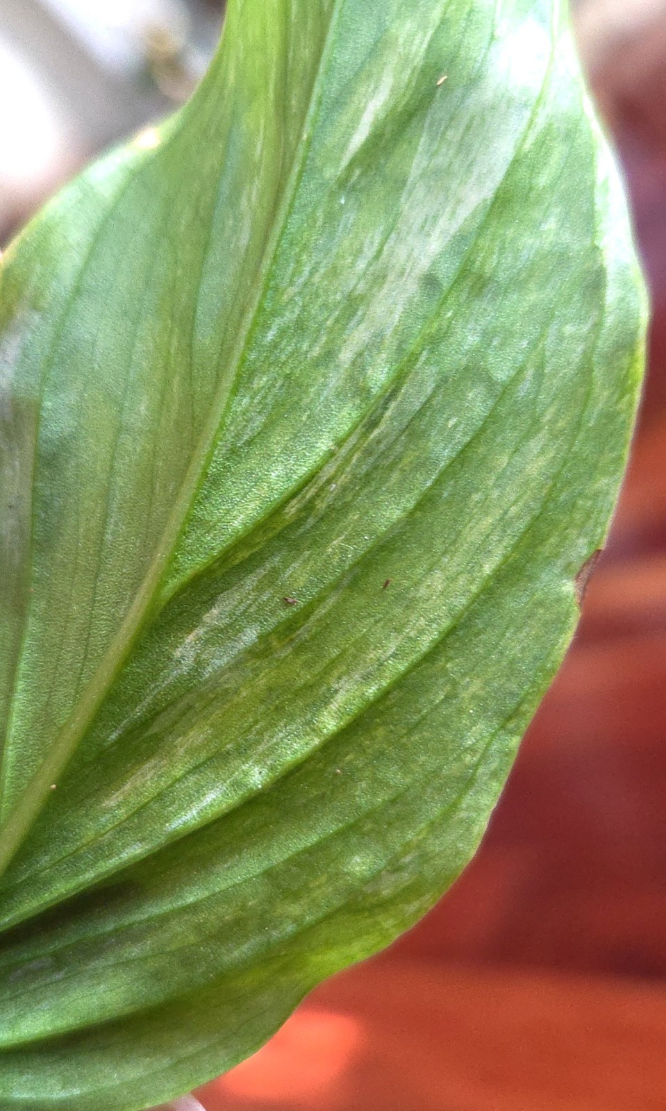 Rare Monstera Laniata Mint 11″ Tall 2 Plants Aroid Not Philodendron Anthurium