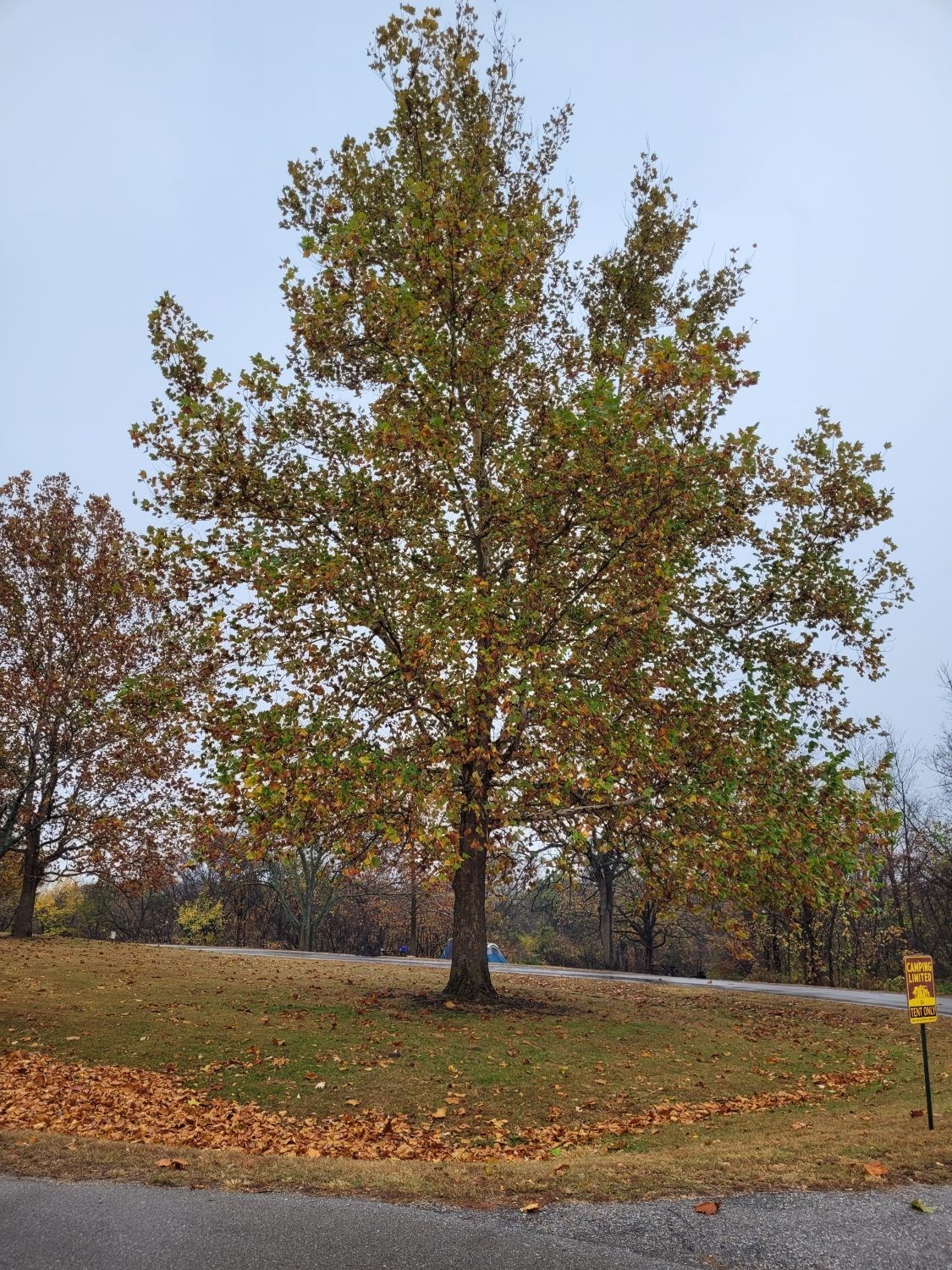 1 American Sycamore Tree 12-24″ Platanus occidentalis Bare Root