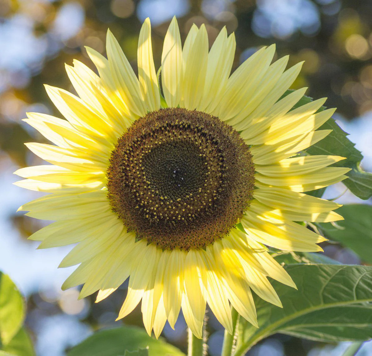 Lemon Queen Sunflower Seeds | Helianthus Light Yellow Cut Sun Flower Seed 2024