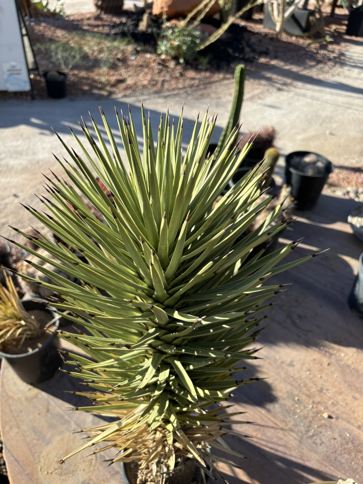 JOSHUA TREE #120 – SINGLE HEAD, 25 INCH – YUCCA BREVIFOLIA