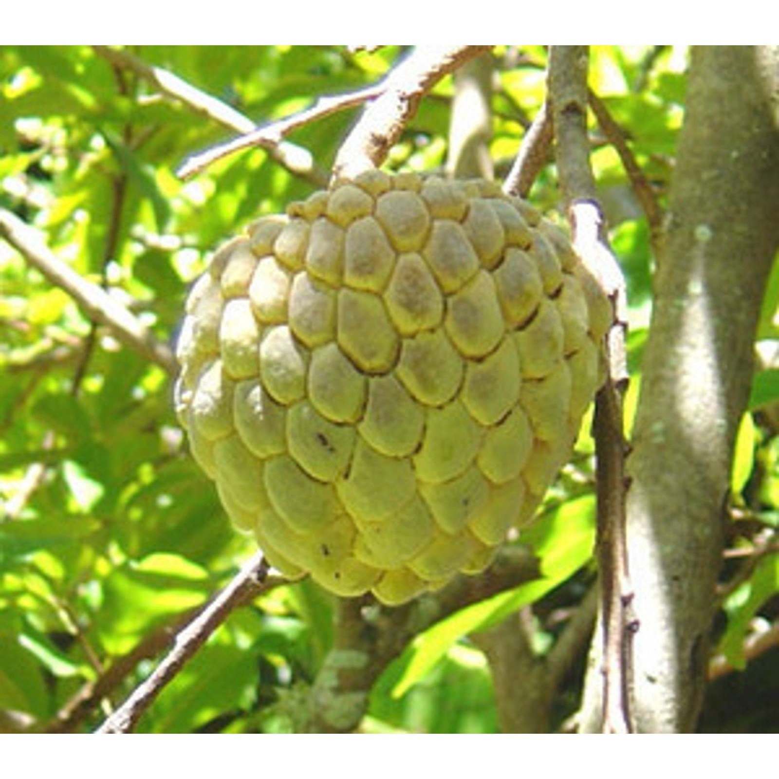 Custard Sugar Apple Fruit Tree Seeds Sweetsop Annona Squamosa Sweet – 50 seeds