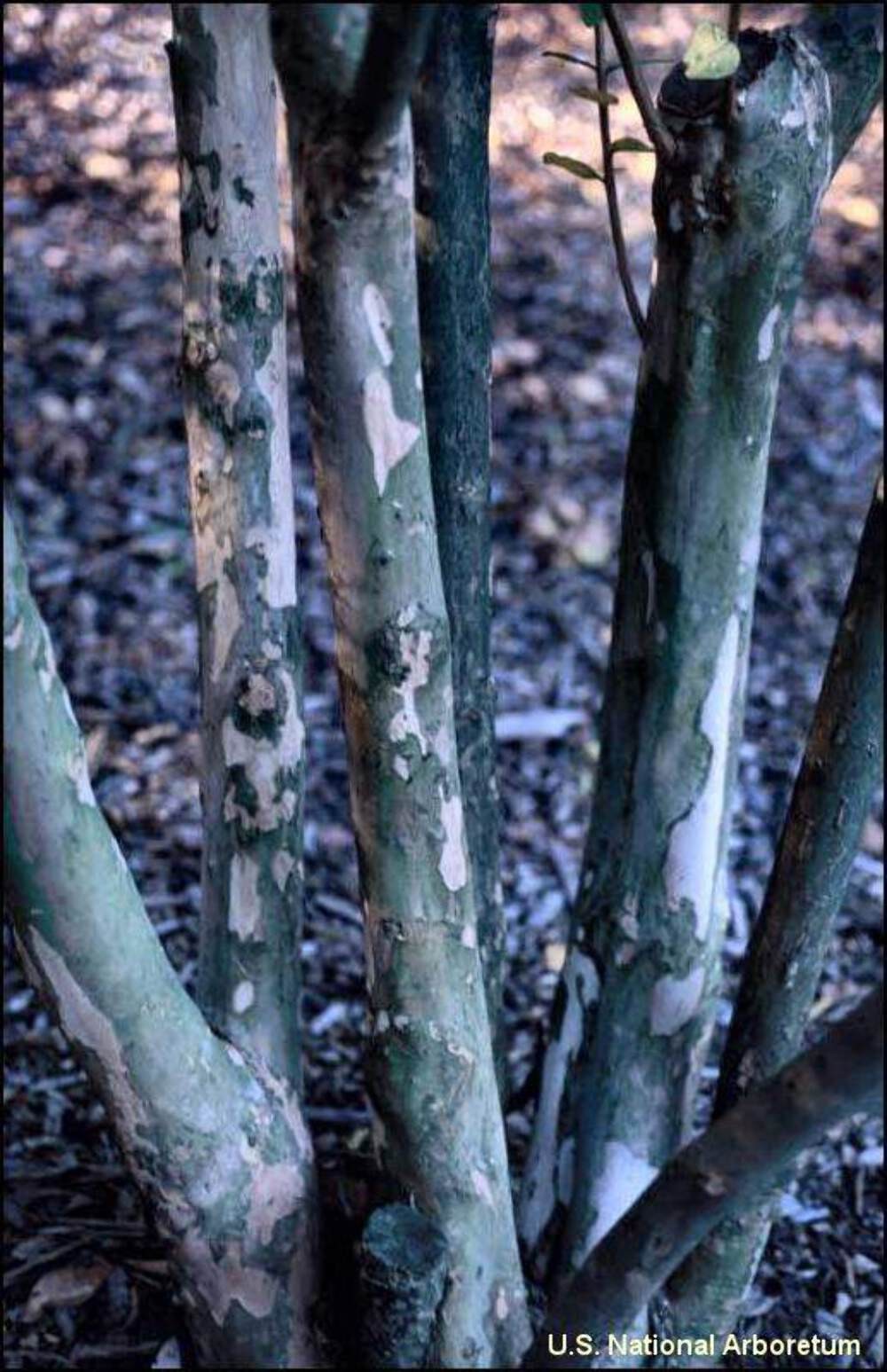Velmas Royal Delight Crape Myrtle: Extremely Dark Purple Flowers Adorn this Uniq