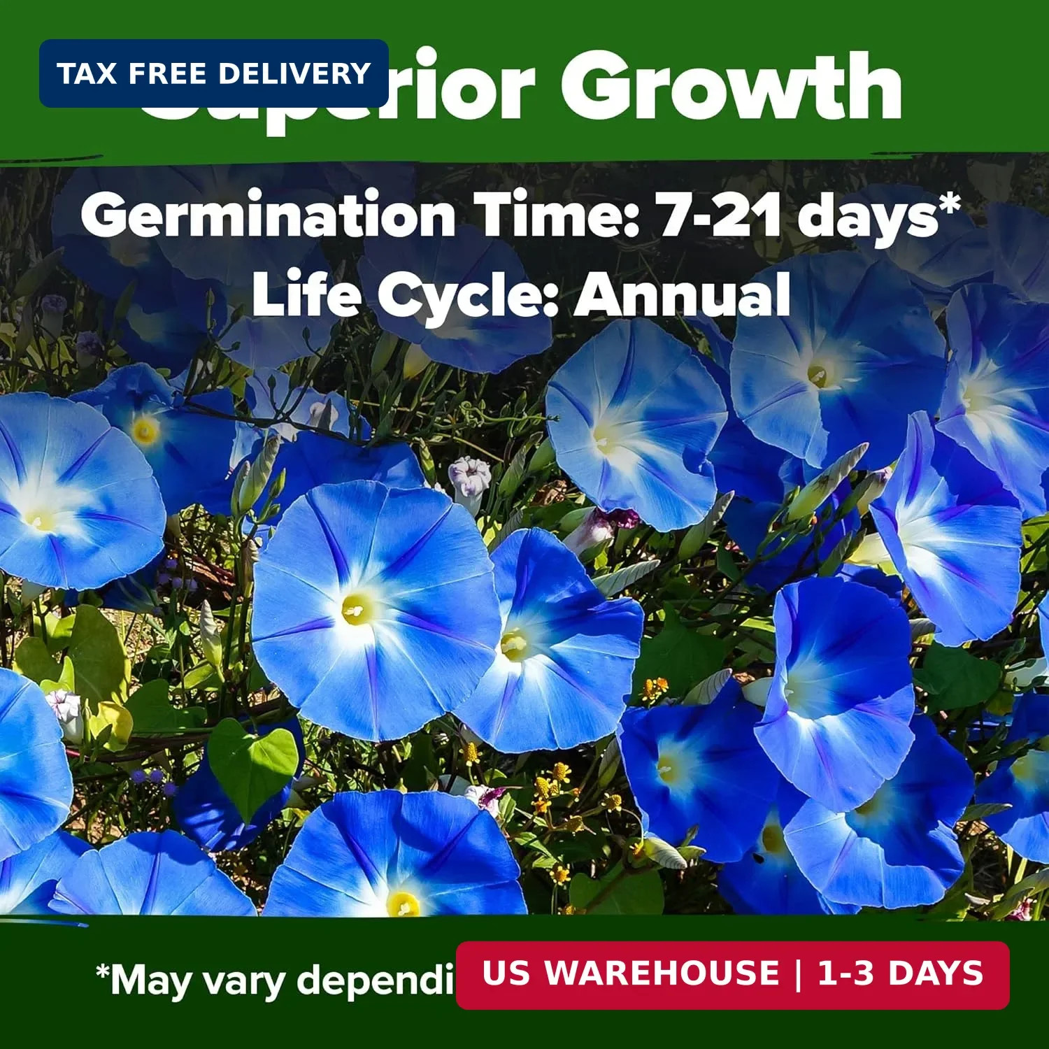 HOME GROWN Heavenly Blue Morning Glory – 150 Heirloom Seeds for Planting, Ideal