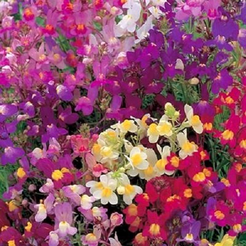 50+ DARK LEAVED SNAPDRAGON ANTIRRHINUM FOWER SEEDS MIX / LONG LASTING ANNUAL
