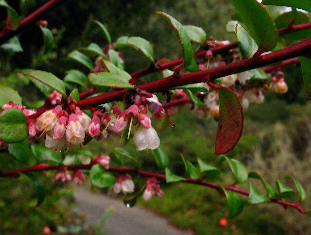 Live Huckleberry Plant, Vaccinium ovatum, 1-2″ Tall in 1,5″ pot, Edible Berries