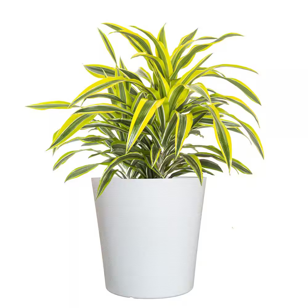 Live Dracaena Lemon Lime Bush in 10 In. White Decor Pot