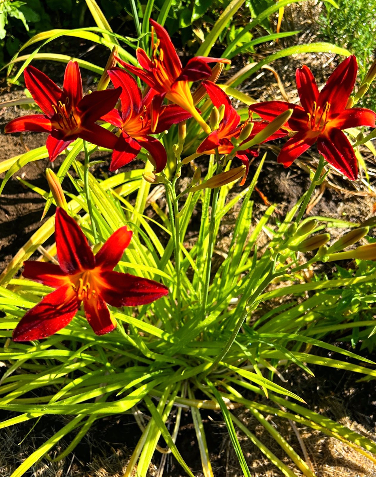 5 Daylily Perennial Mature Plant Divisions Drought Cold tolerant Waterlogged
