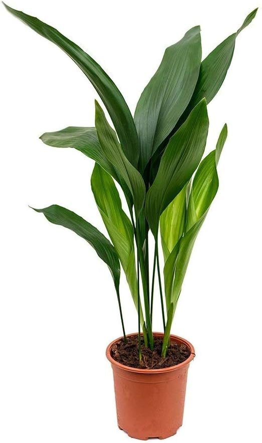 Cast Iron Plant – Live Plant in a 6 Inch Pot – Aspidistra Elatior – Shade Plant