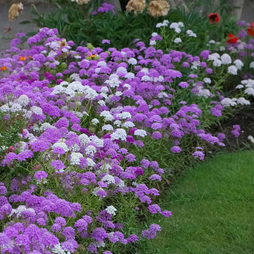 Fresh Candytuft Flower Seeds | Mixed Colors | Heirloom Non-GMO | Flower Seeds