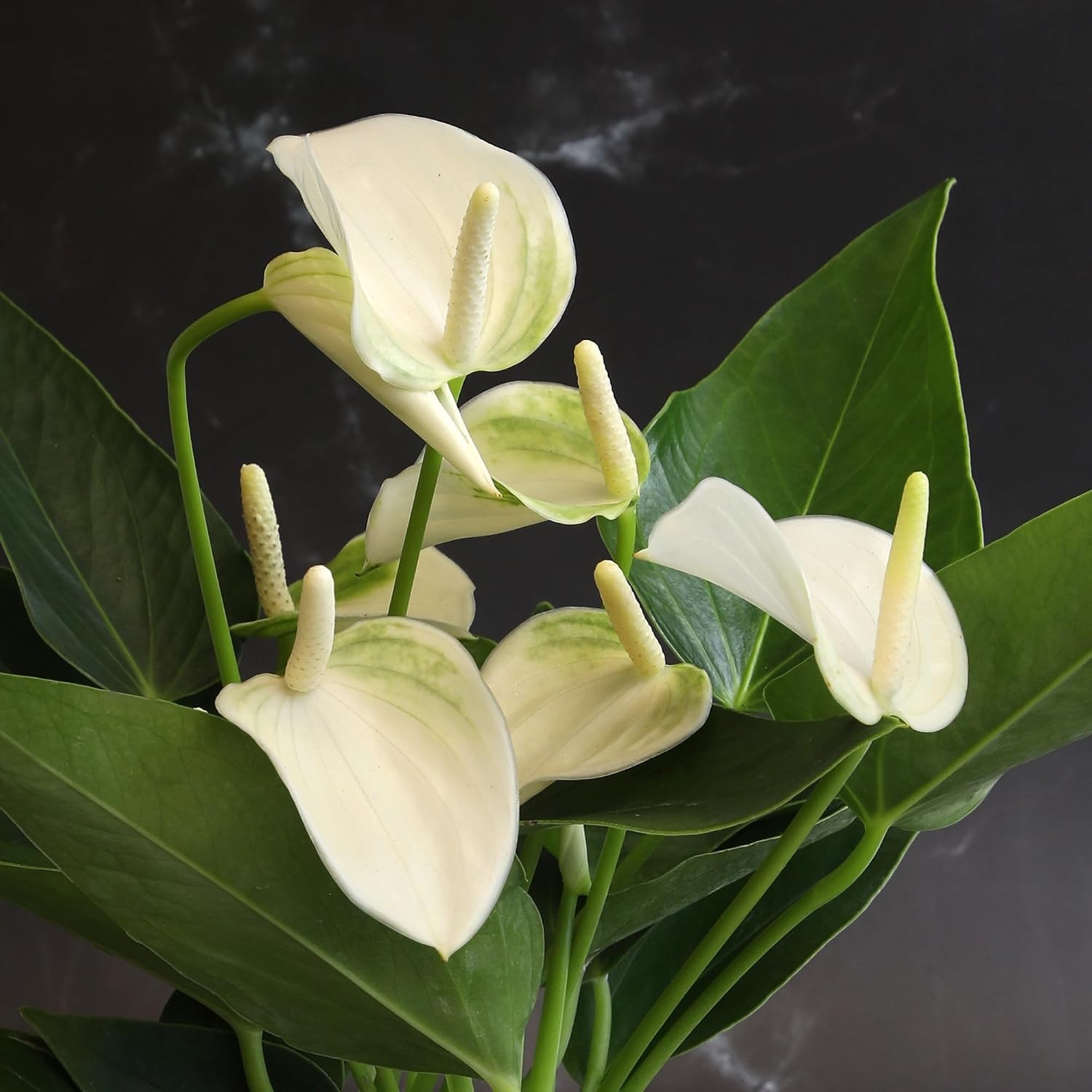 White Anthurium Live Plant (Approx. 11-14″ Tall), Real Flowers/Unique House Plan