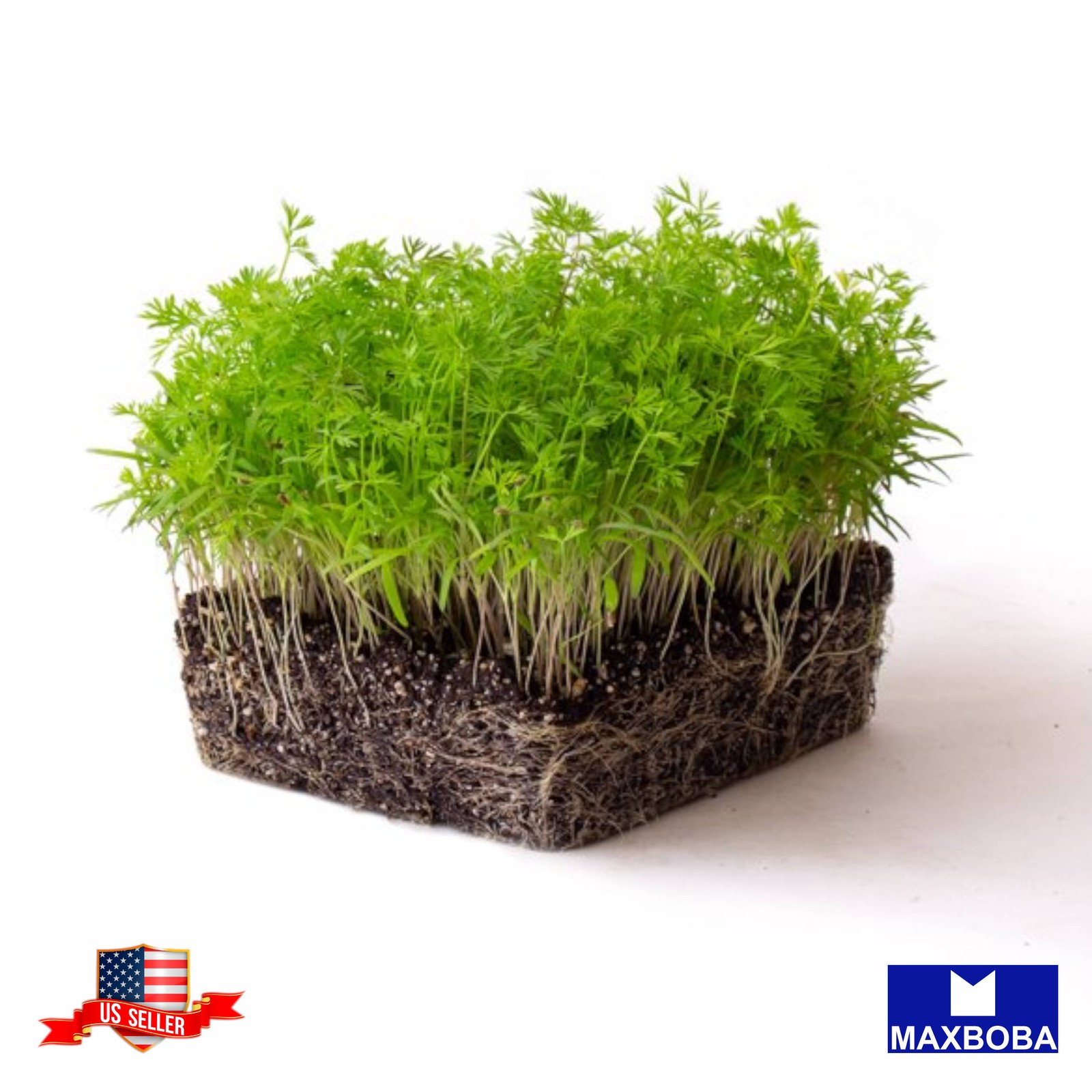 Carrot Microgreens 3200 Seeds Non-GMO Heirloom