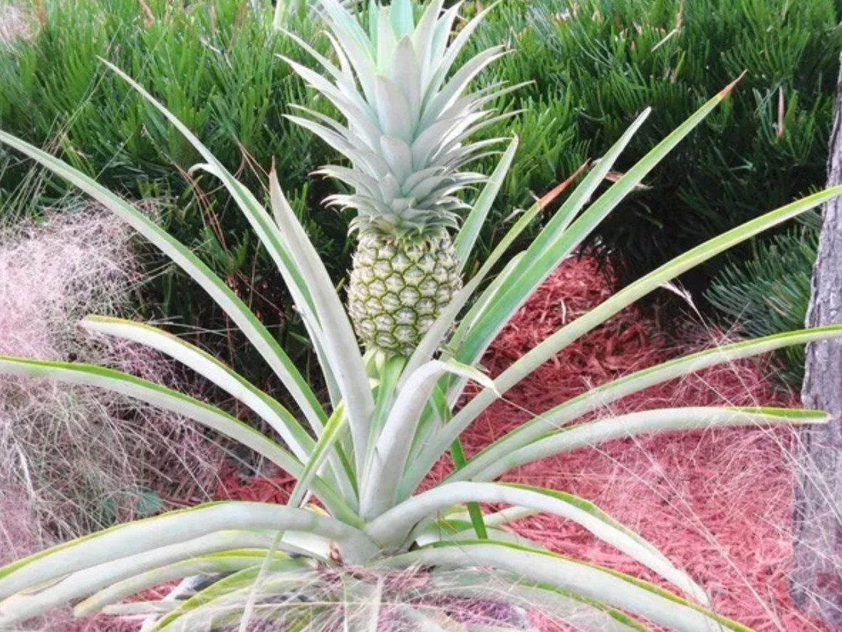 Live White Jade Pineapple Plant, Tropical Fruit Plant, 4–6″ Tall, Ships No Pot