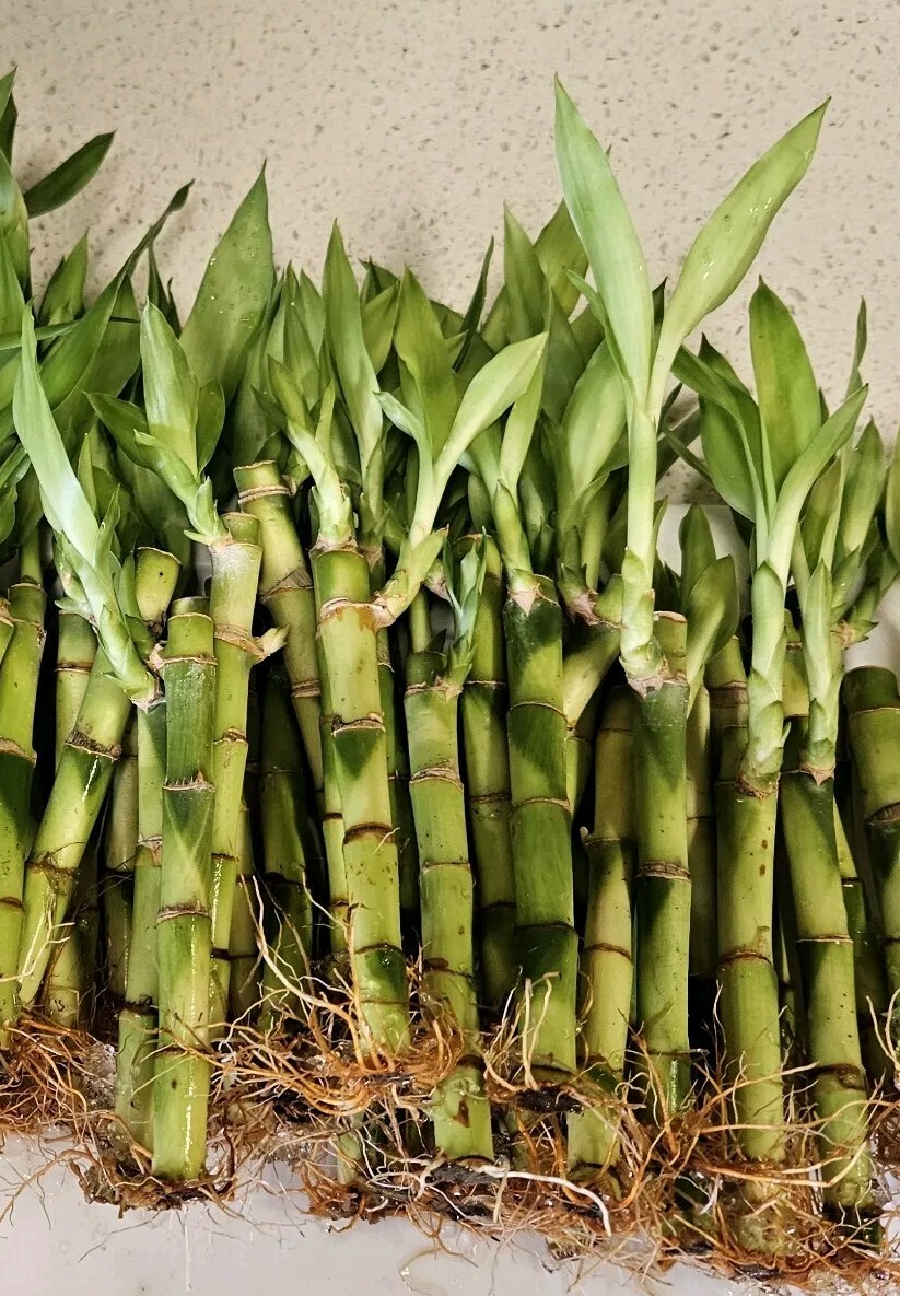 LUCKY BAMBOO In Cute Tin Basket, 2-Tiered, Christmas Gift, 6″ 8″ inches