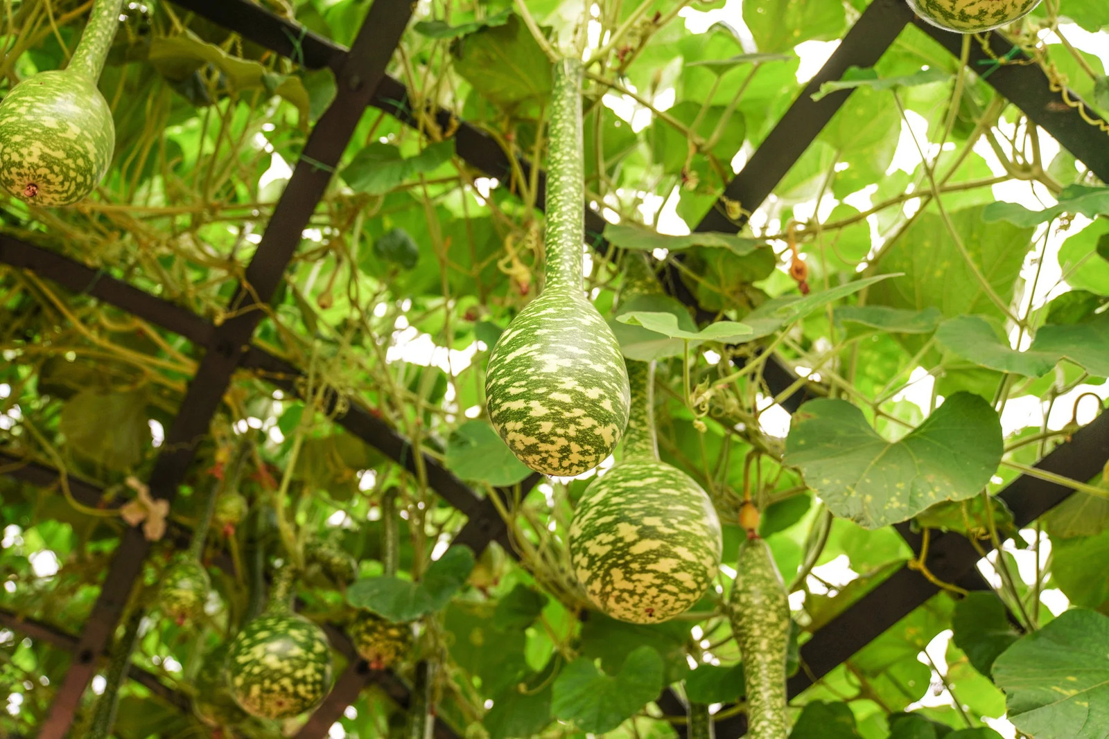 Speckled Swan Gourd Seeds | Ornamental Squash Apple Dipper Bottle Bird Seed 2024