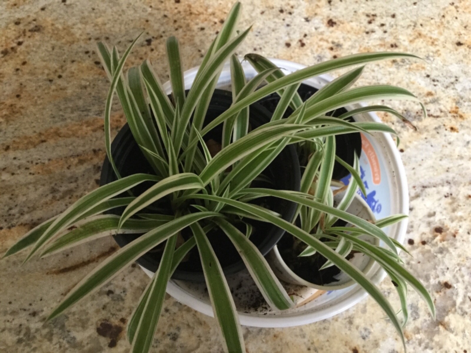 3 in. Spider Plants Chlorophytum comosum Golden Glow aka Hawaiian & variegated