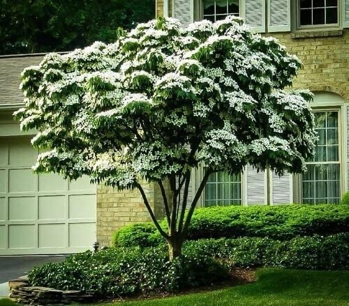 Kousa Dogwood Tree Seedlings for Planting