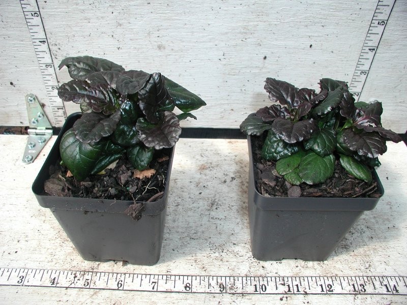 Ajuga Catlin’s Giant 25 Plants in 3-1/2 inch Pots