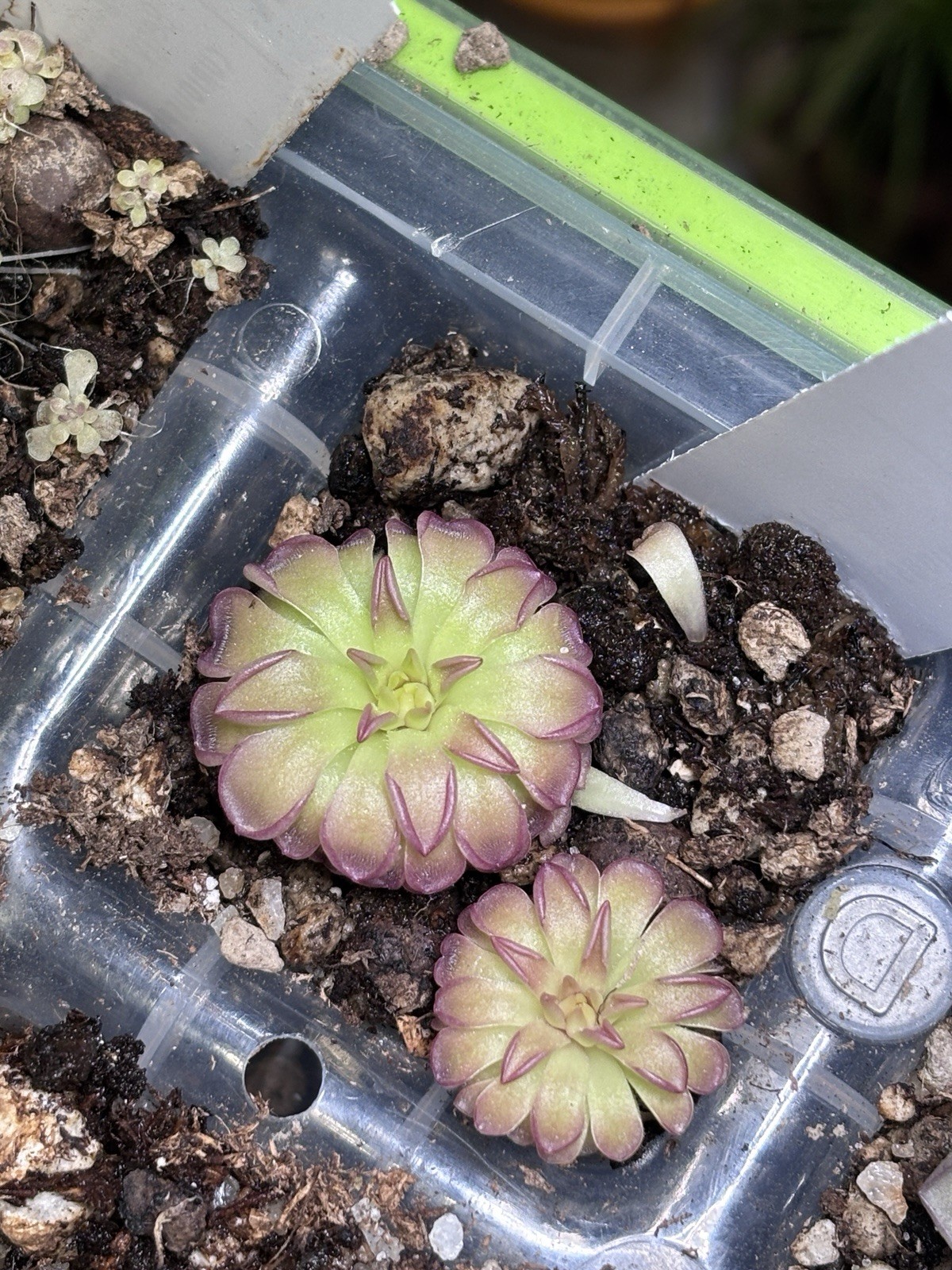 RARE Pinguicula “CHALICE” Butterwort Carnivorous Plant *Larger of two*