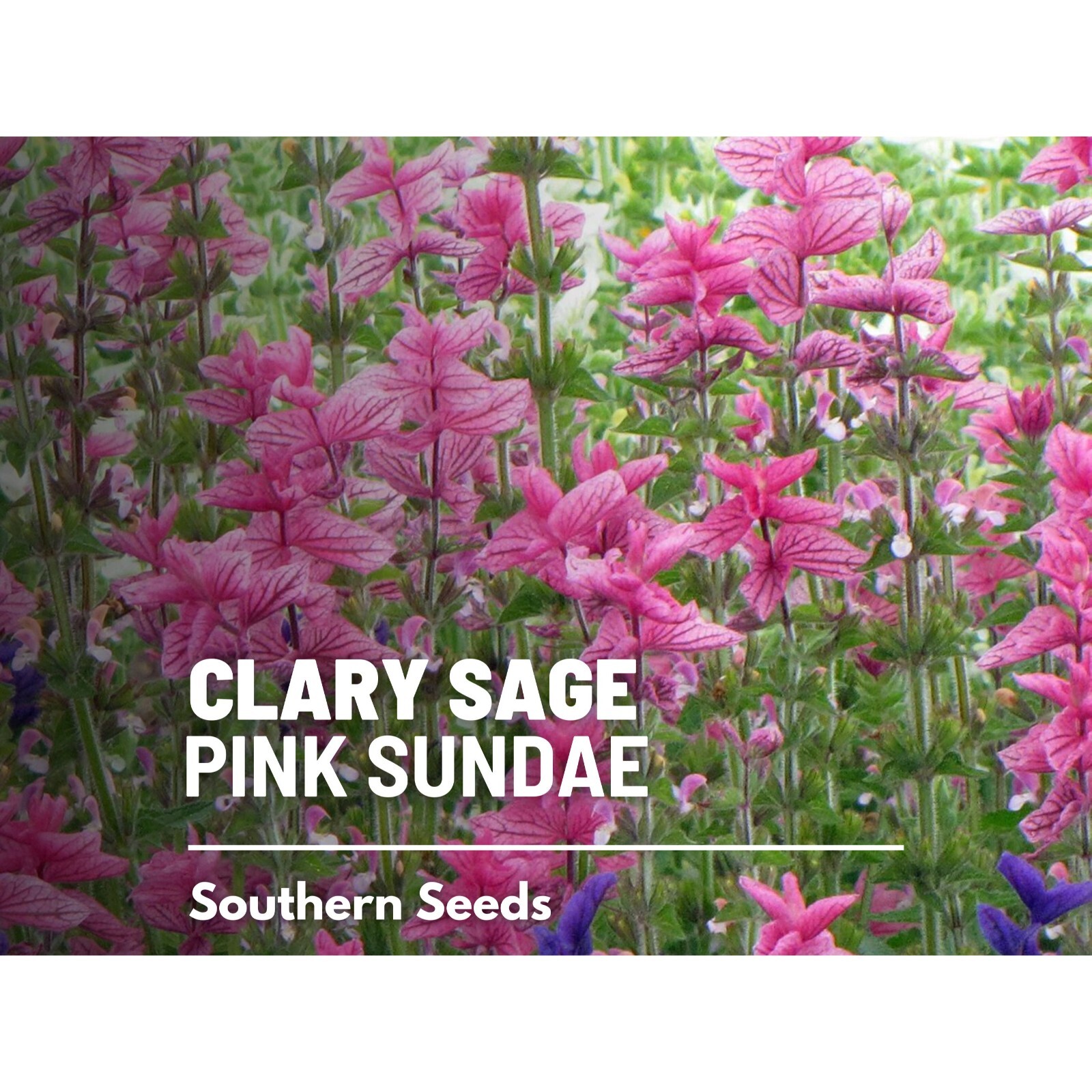 Clary Sage, Pink Sundae – 50 Seeds – Heirloom Herb, Medicinal Plant, Easy to Gro