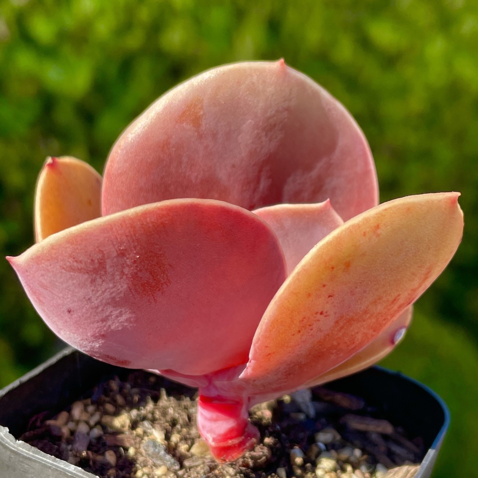 Rare Echeveria Burgundy Red Pink Paddle Leaf Succulent Rooted Live Plant 2.5″