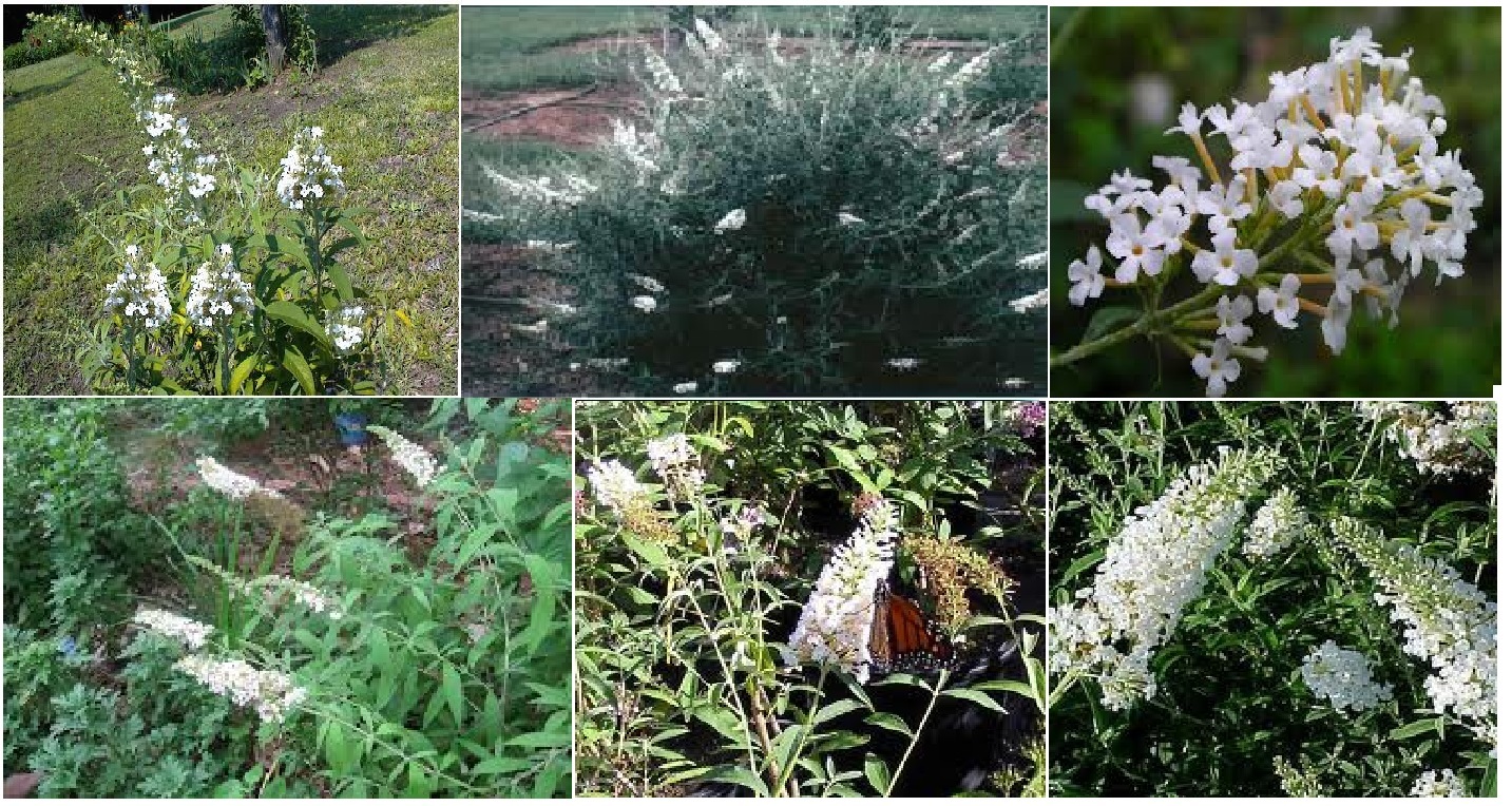 White Crystal Butterfly Perennial Bush Shrub 100 Seeds USA Seller