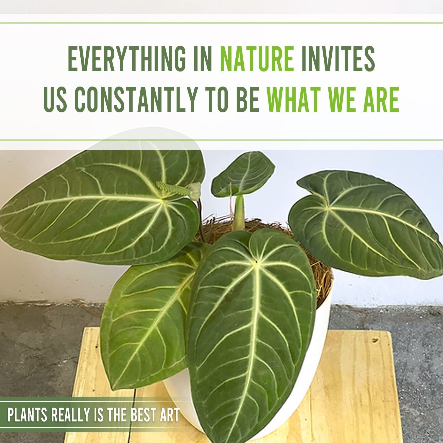 Anthurium Villenaorum by LEAL PLANTS ECUADOR |Green Live House Plants for Indoor