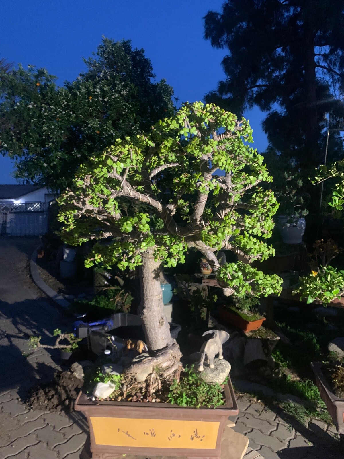 Portulacaria Afra Bonsai Tree Live Jade Indoor Succulent Elephant Bush 30″ Tall