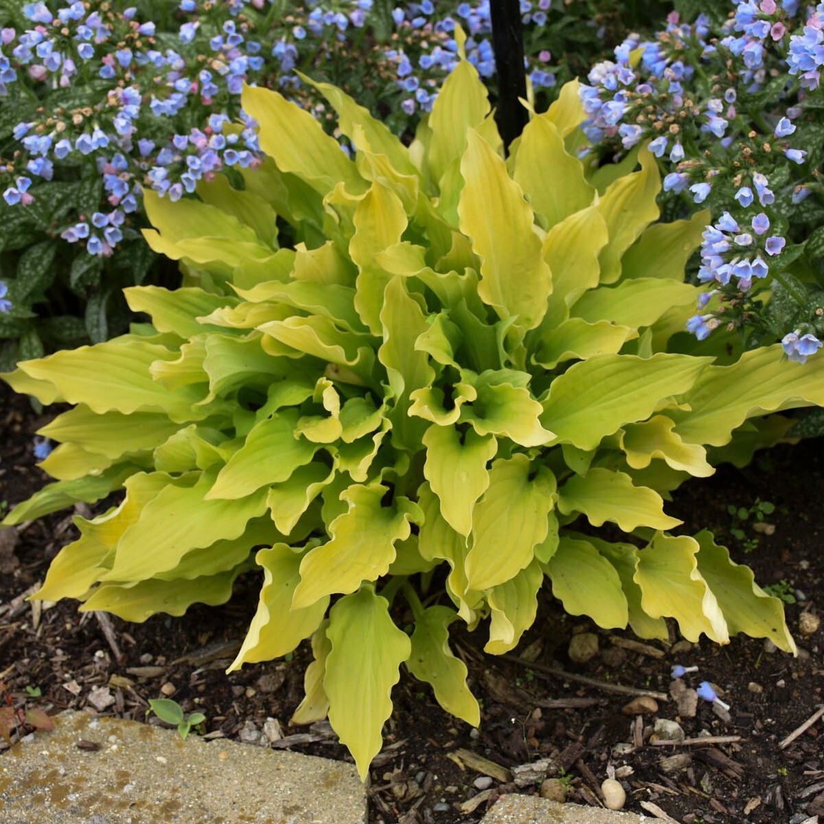 Hosta Time in a Bottle 5.25″ Pot Well Rooted Perennial Shade Unusual Flowers