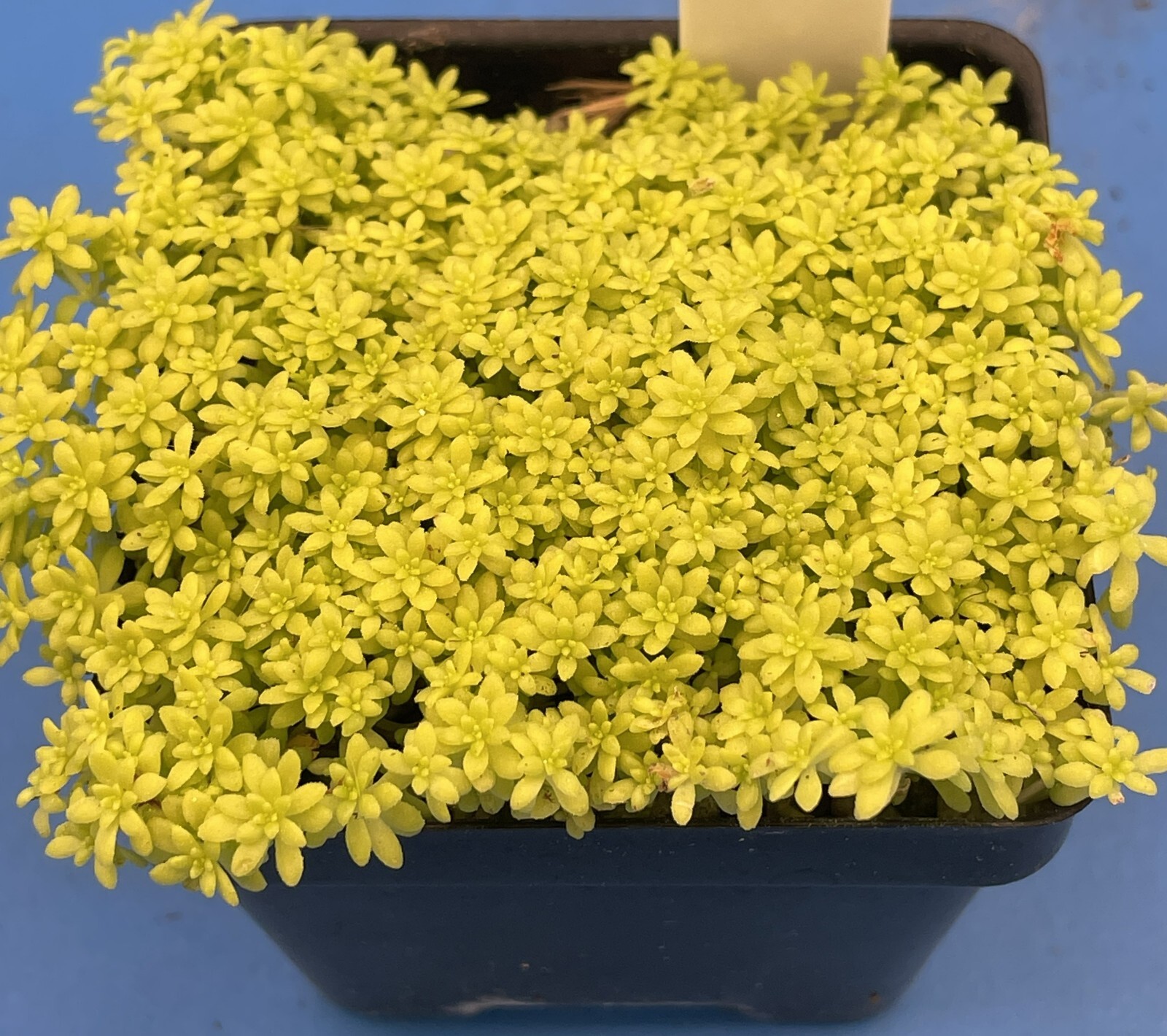 Sedum Gold Moss – Ships in 3” pot – Rock Gardens, Hanging Baskets, Ground Cover