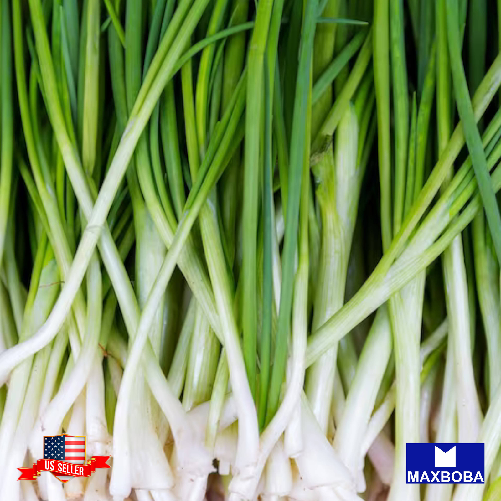 Onion Seeds – Bunching – Evergreen White Nebuka Heirloom Non-GMO