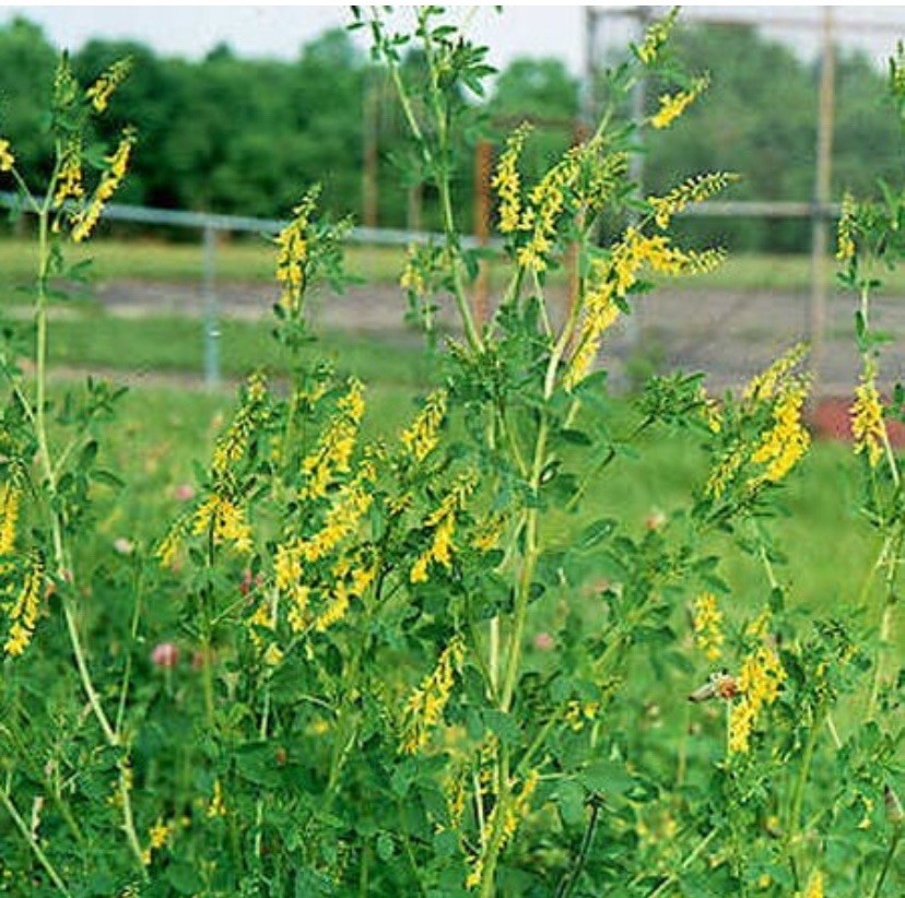 1000+ Sweet Clover Seeds, Legumes – (Melilotus officinalis) – Non-GMO USA Seller