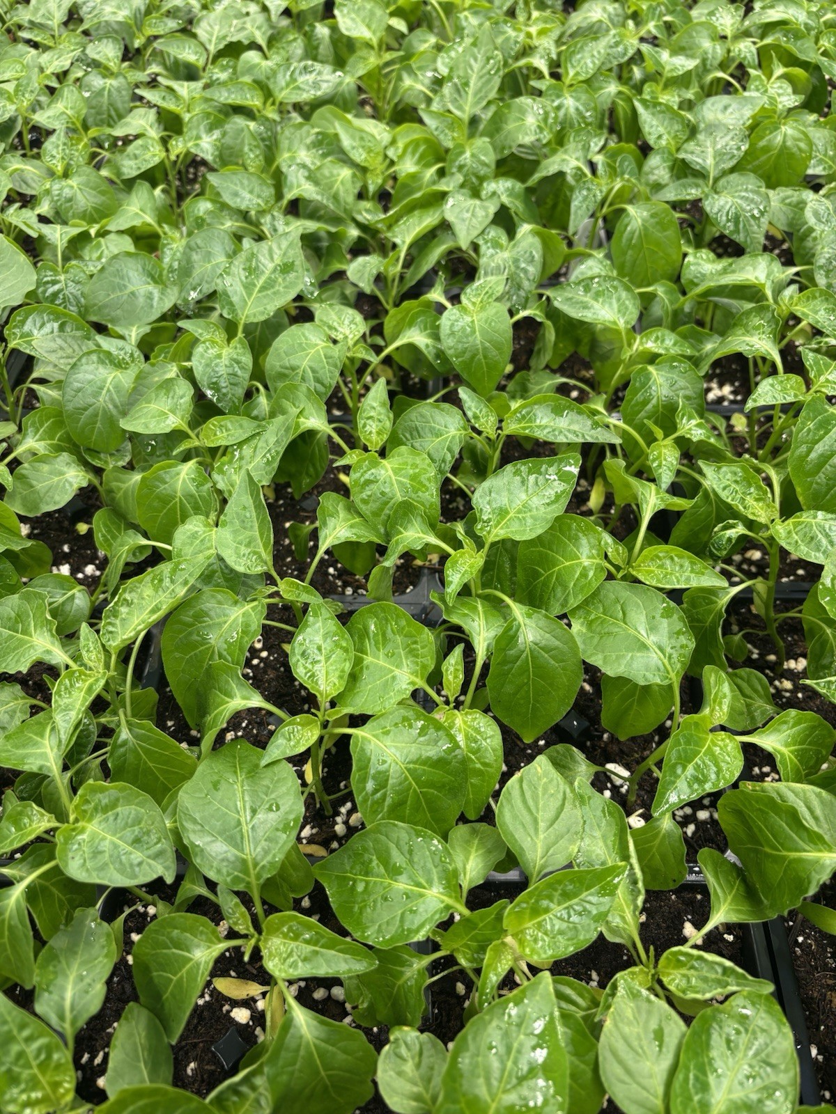 Lot of 3 (75+ DAYS OLD) AJI MANGO Medium Hot Tropical Pepper LIVE PLANTS